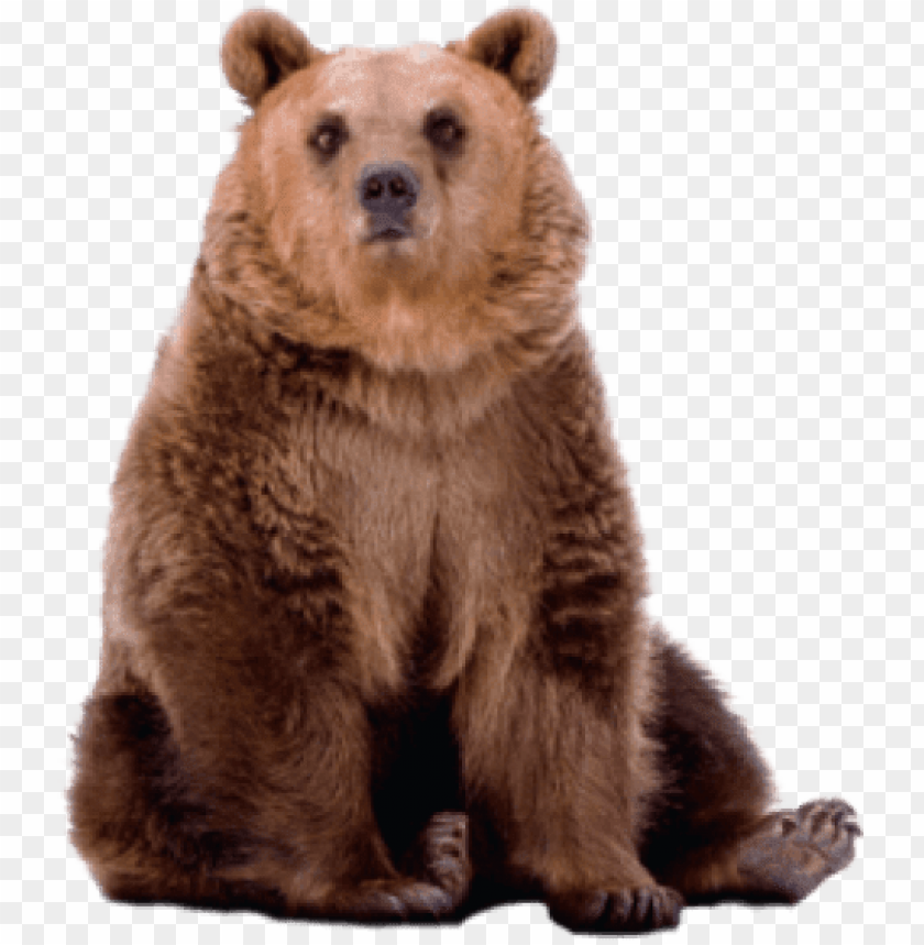 Detail Transparent Bear Nomer 11