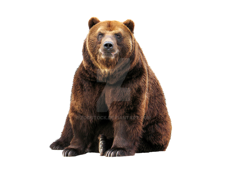 Detail Transparent Bear Nomer 2