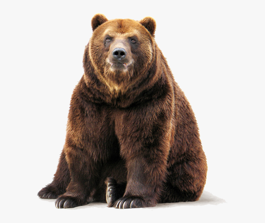 Detail Transparent Bear Nomer 3