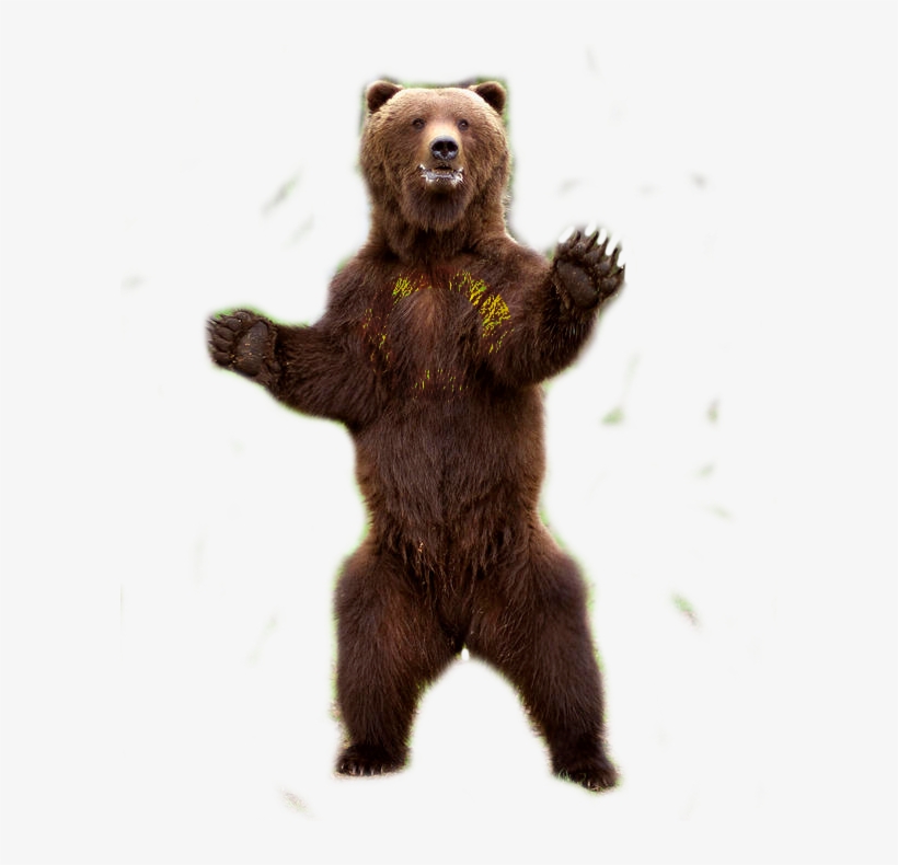 Detail Transparent Bear Nomer 24