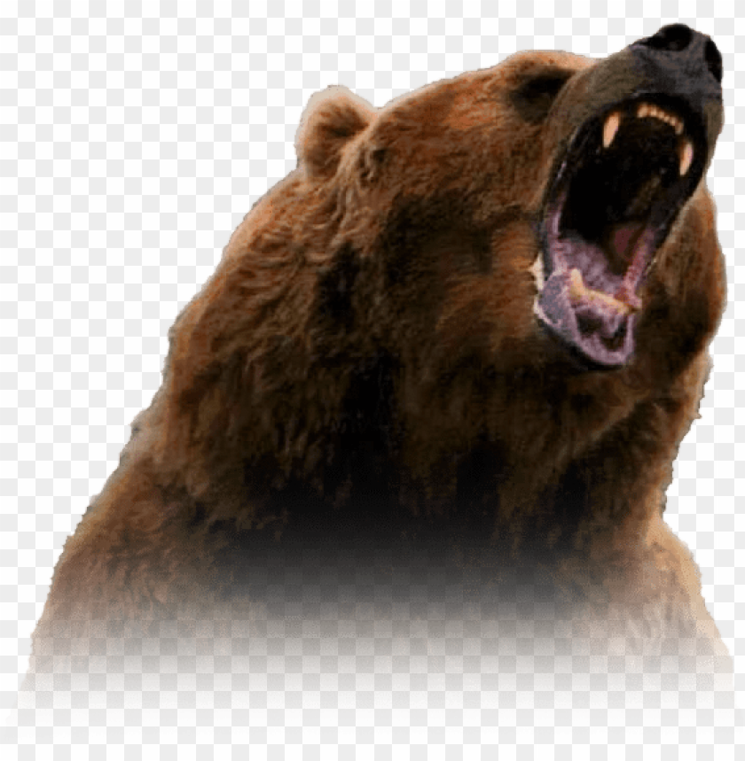 Detail Transparent Bear Nomer 35