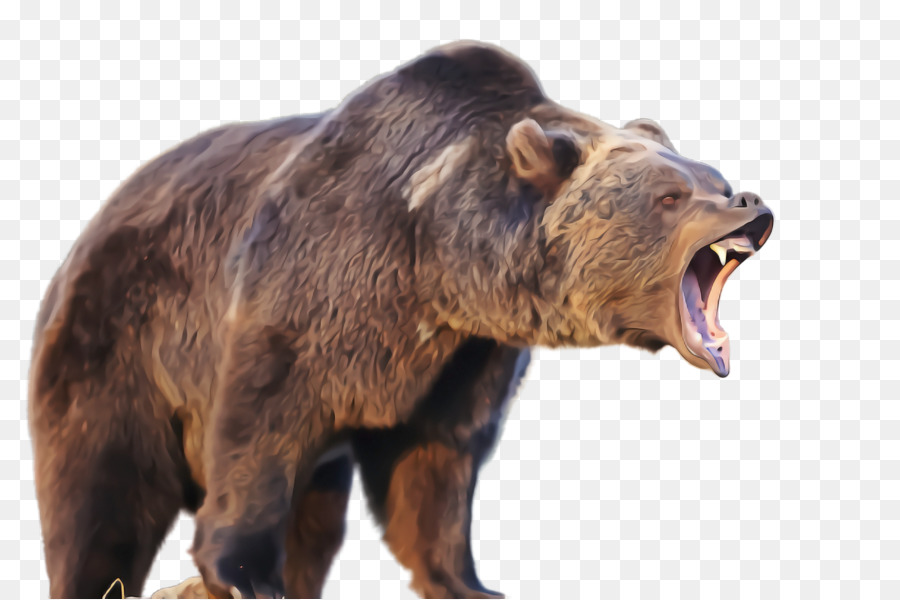 Detail Transparent Bear Nomer 40