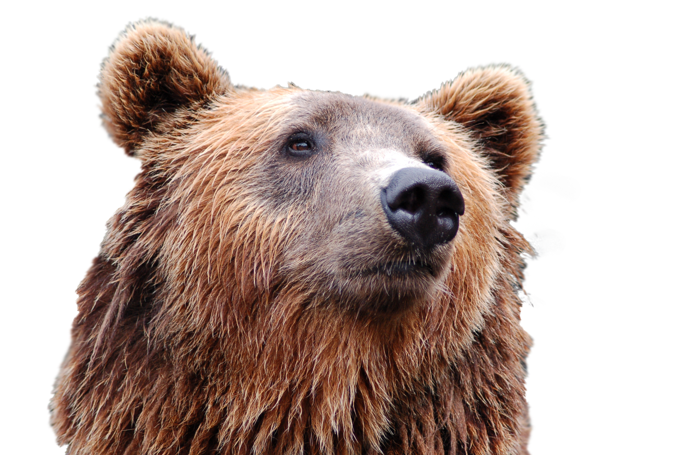 Detail Transparent Bear Nomer 43