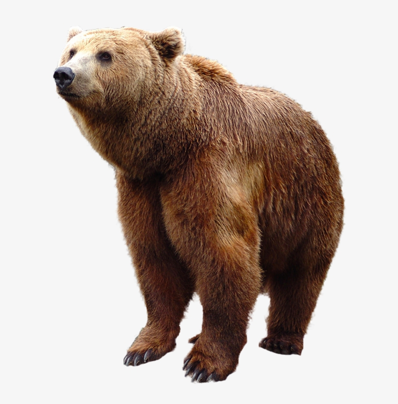 Detail Transparent Bear Nomer 5