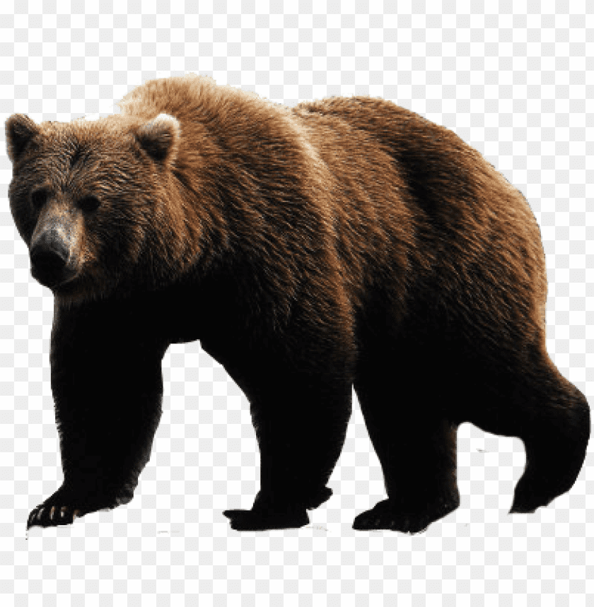 Detail Transparent Bear Nomer 8