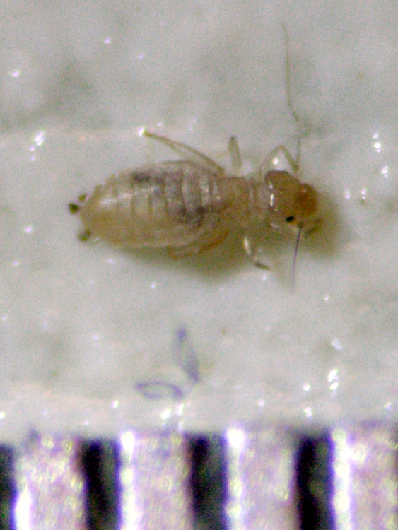 Detail Transparent Bed Bug Nomer 34