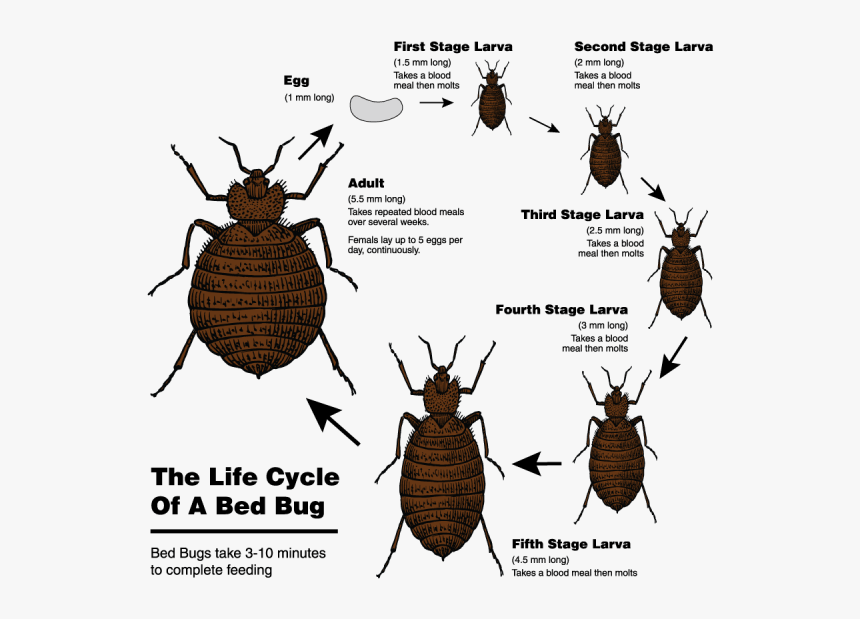 Detail Transparent Bed Bug Nomer 39