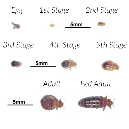 Detail Transparent Bed Bug Nomer 47