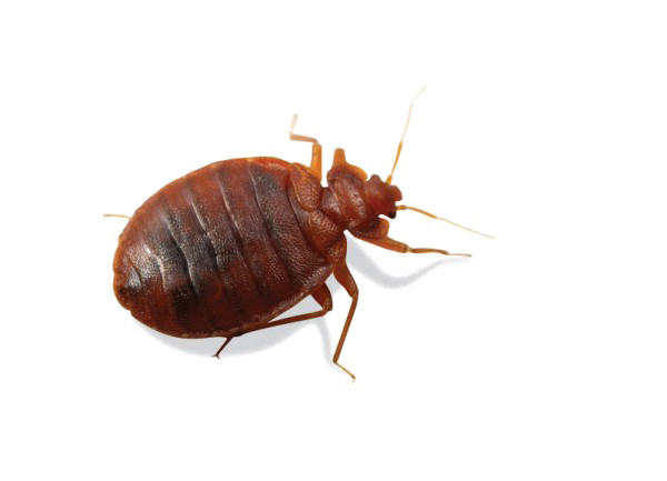 Detail Transparent Bed Bug Nomer 8