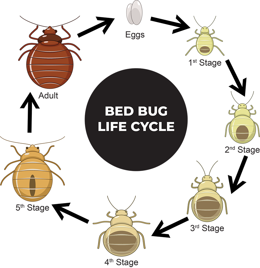 Detail Transparent Bed Bugs Nomer 31
