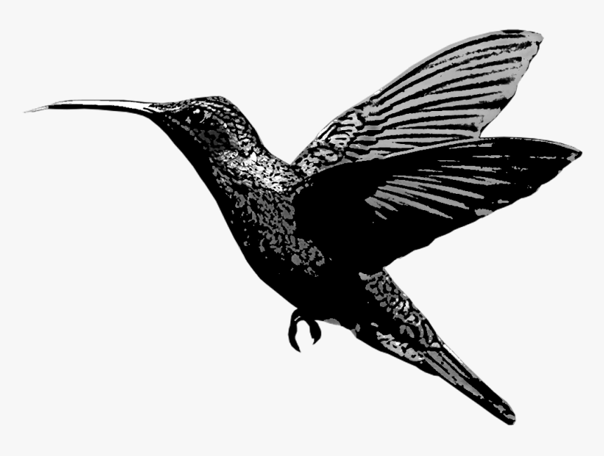 Detail Transparent Black Hummingbird Nomer 2