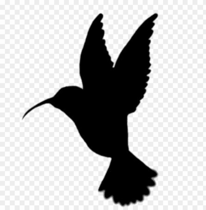 Detail Transparent Black Hummingbird Nomer 17