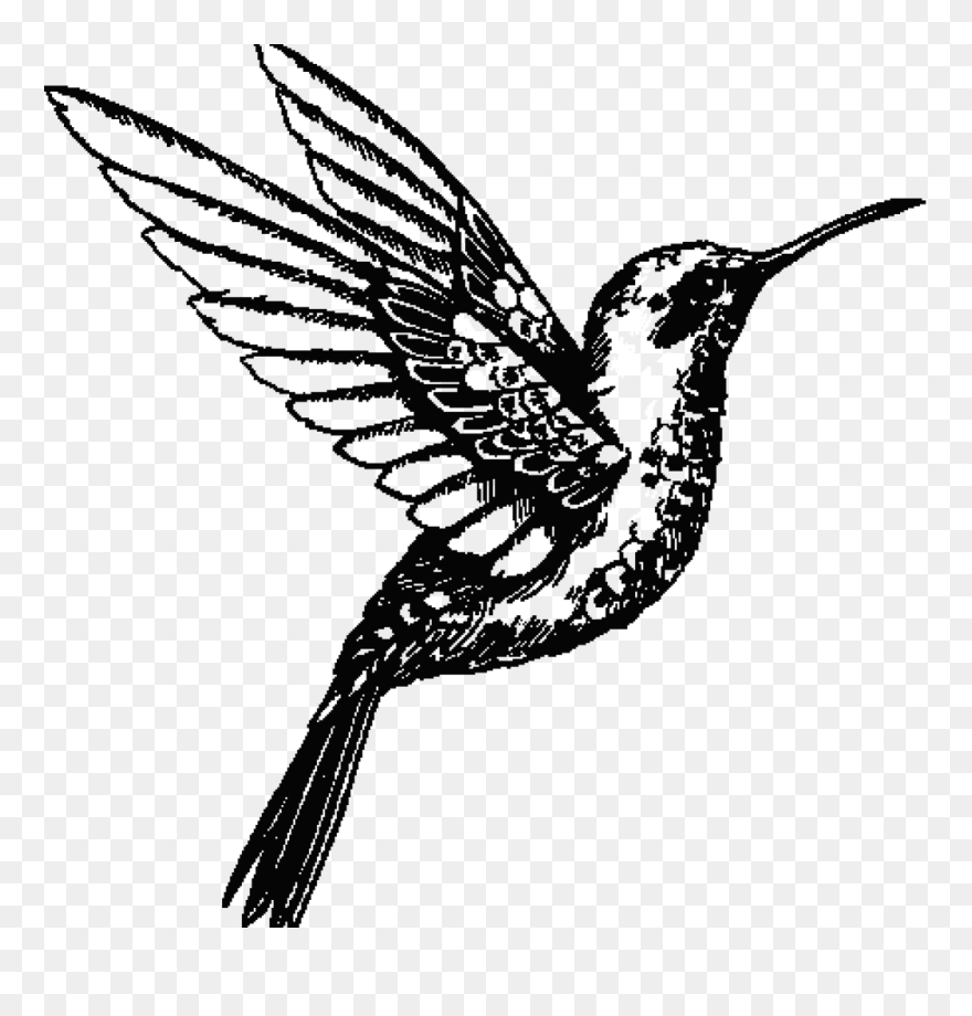 Detail Transparent Black Hummingbird Nomer 23