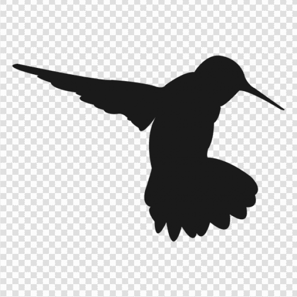 Detail Transparent Black Hummingbird Nomer 27