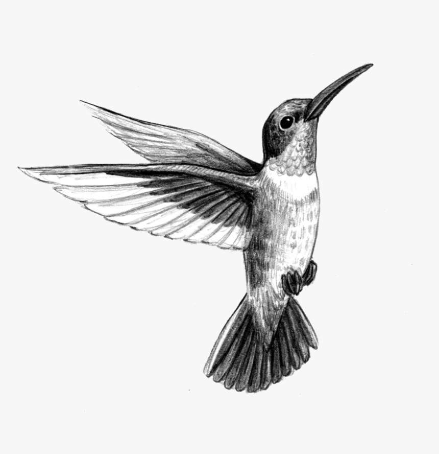 Detail Transparent Black Hummingbird Nomer 28