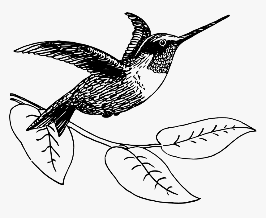 Detail Transparent Black Hummingbird Nomer 34