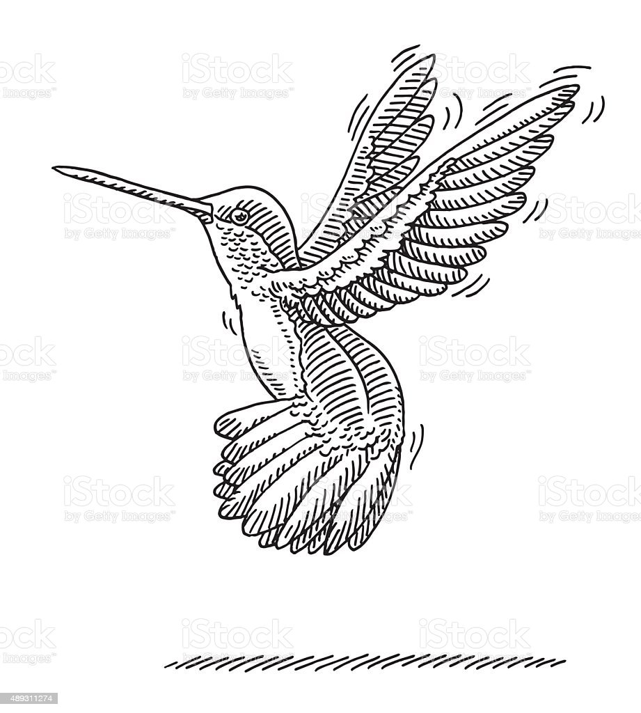 Detail Transparent Black Hummingbird Nomer 44
