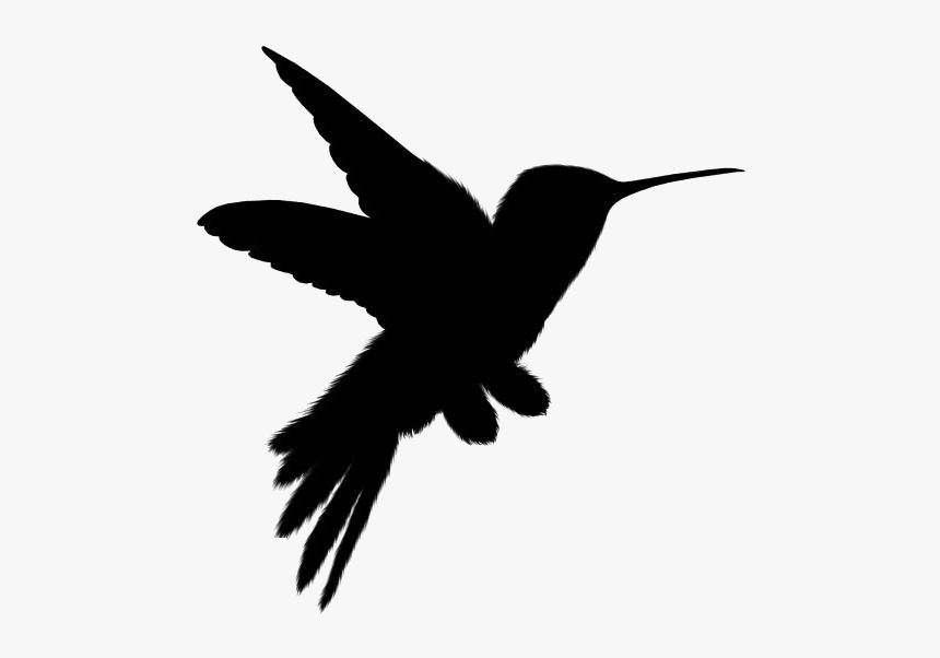 Detail Transparent Black Hummingbird Nomer 6