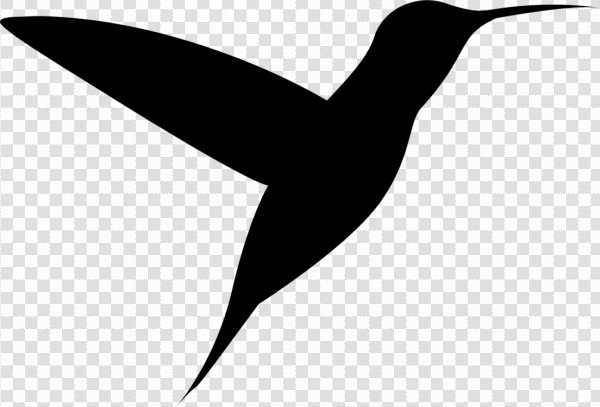 Detail Transparent Black Hummingbird Nomer 50