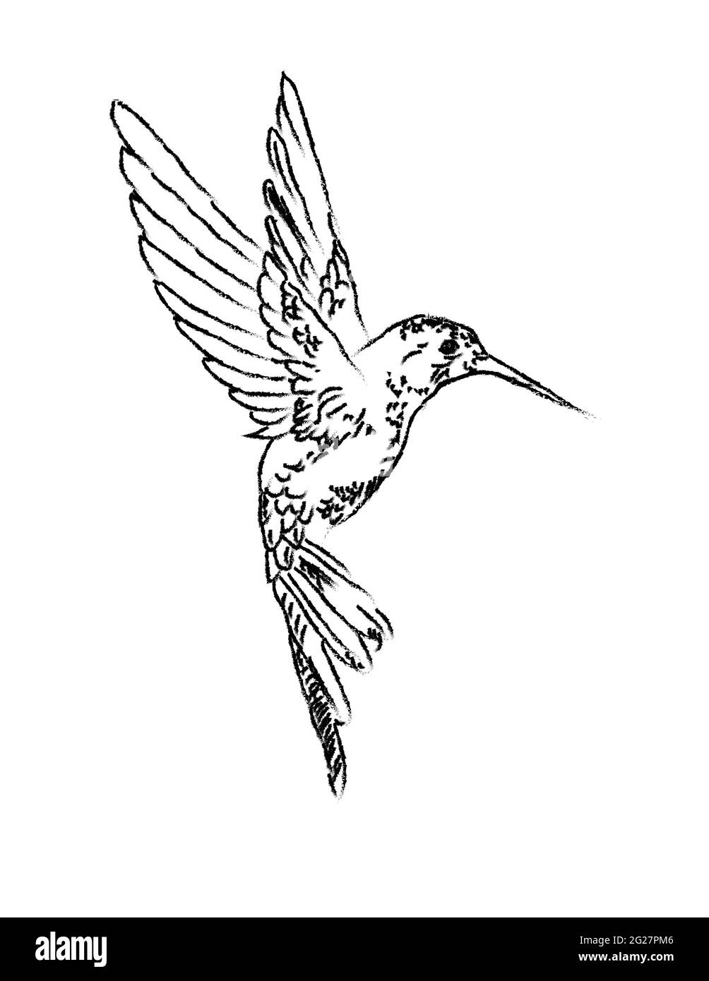 Detail Transparent Black Hummingbird Nomer 52