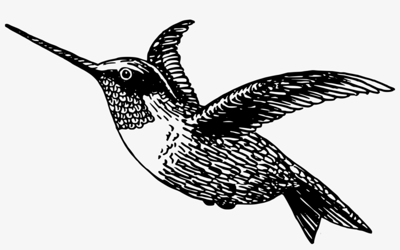 Detail Transparent Black Hummingbird Nomer 54