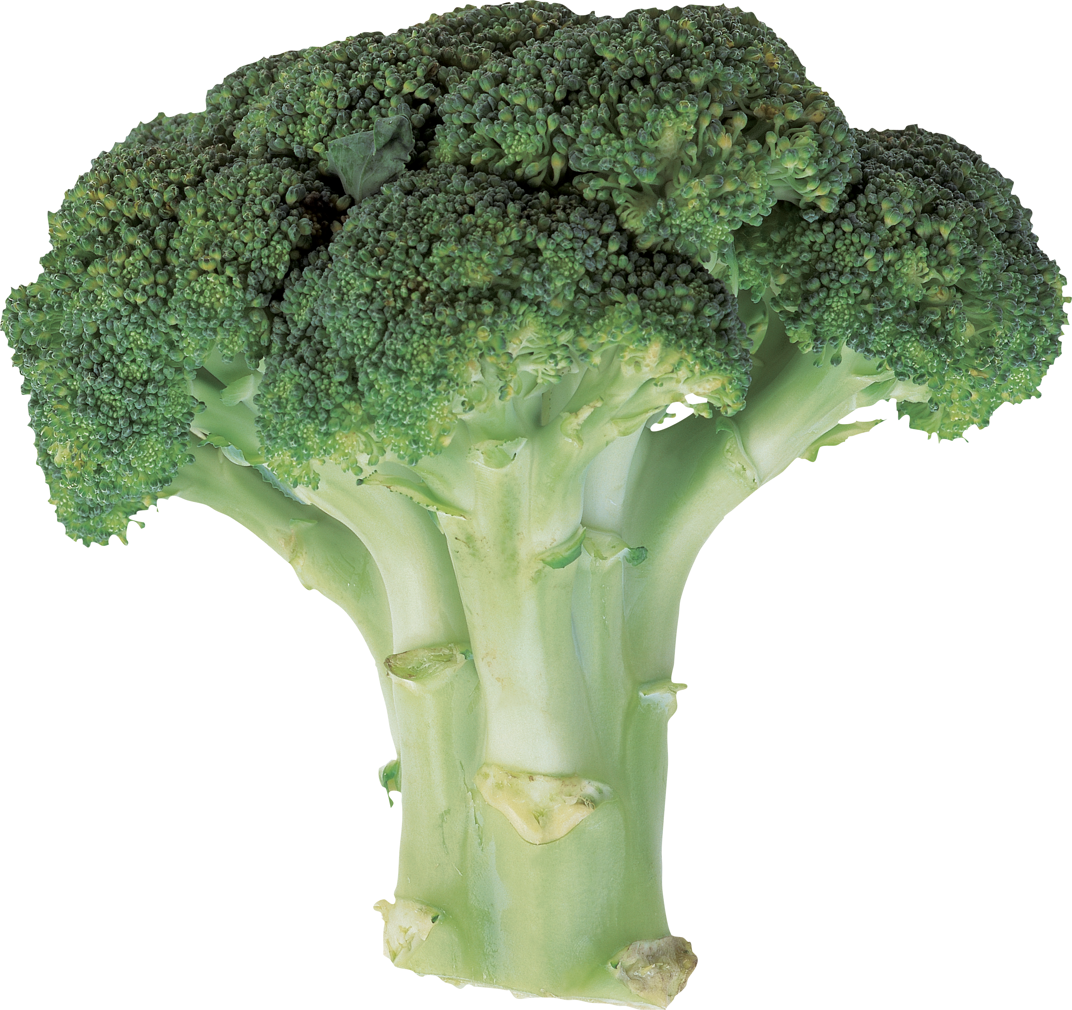 Detail Transparent Broccoli Nomer 18
