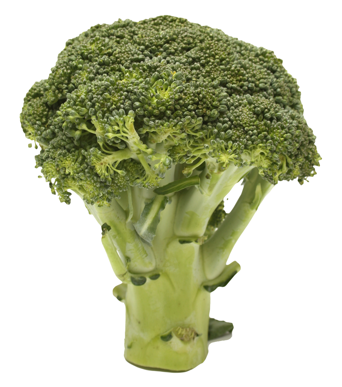 Detail Transparent Broccoli Nomer 19