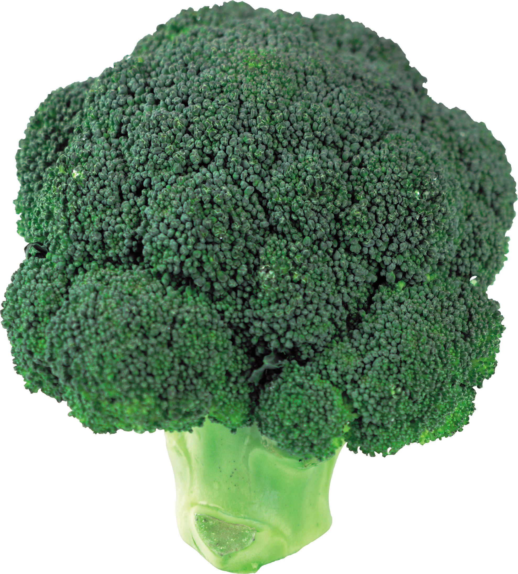 Detail Transparent Broccoli Nomer 23