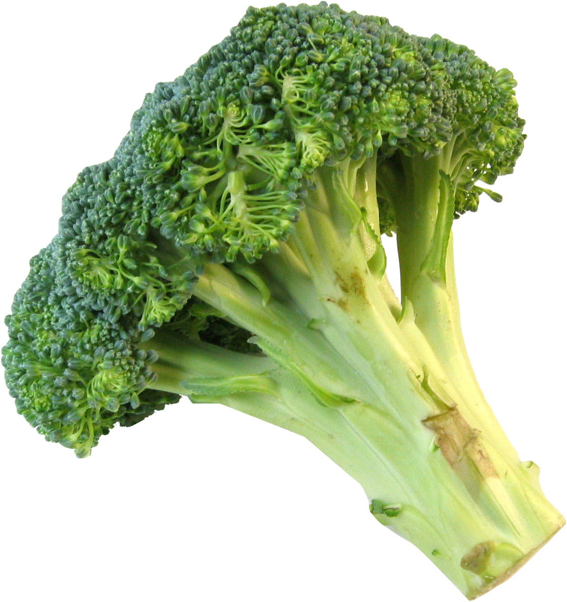 Transparent Broccoli - KibrisPDR