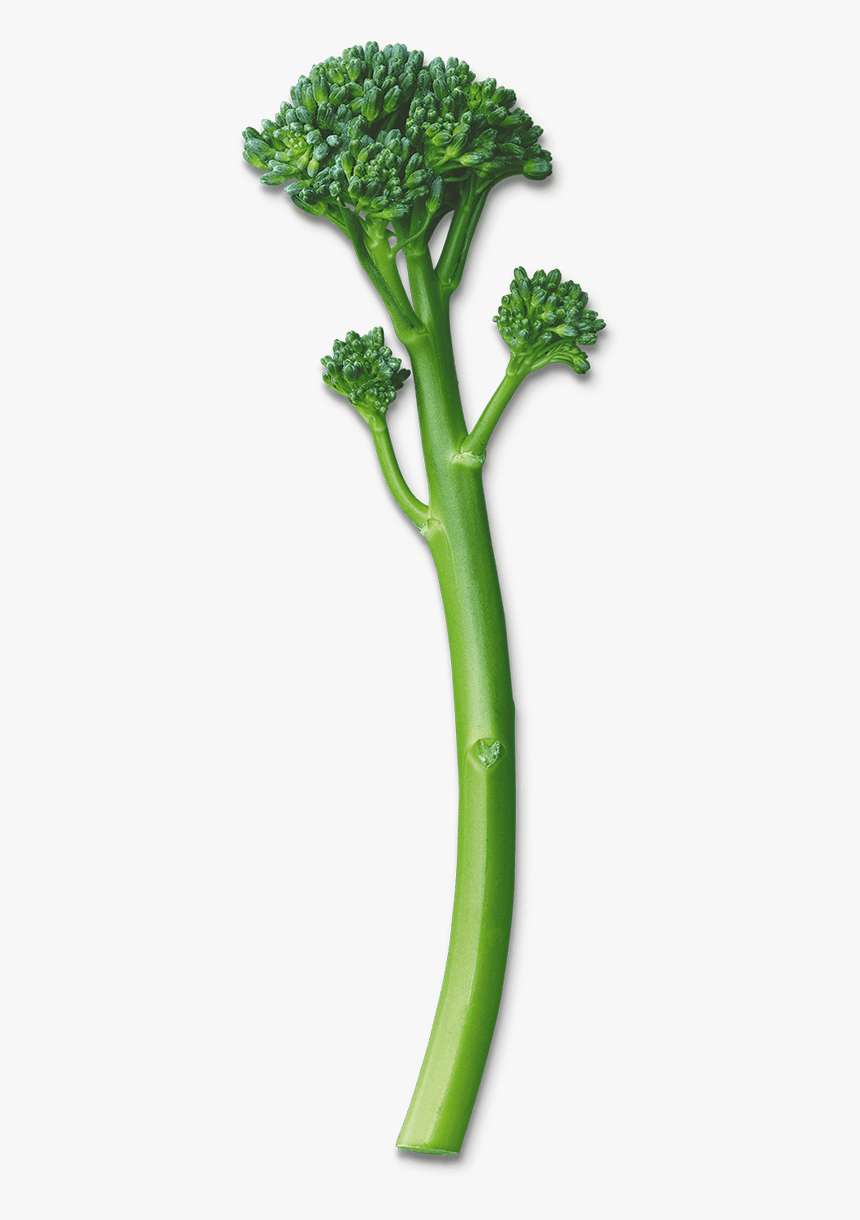 Detail Transparent Broccoli Nomer 26