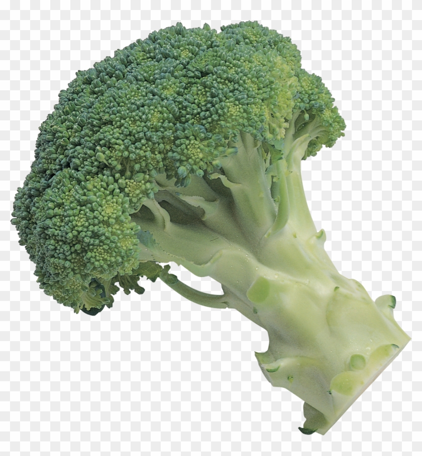 Detail Transparent Broccoli Nomer 31