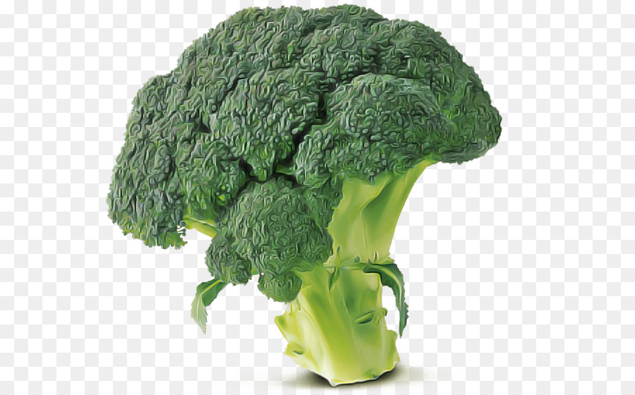 Detail Transparent Broccoli Nomer 41
