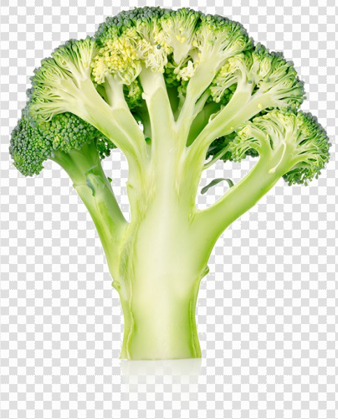 Detail Transparent Broccoli Nomer 43