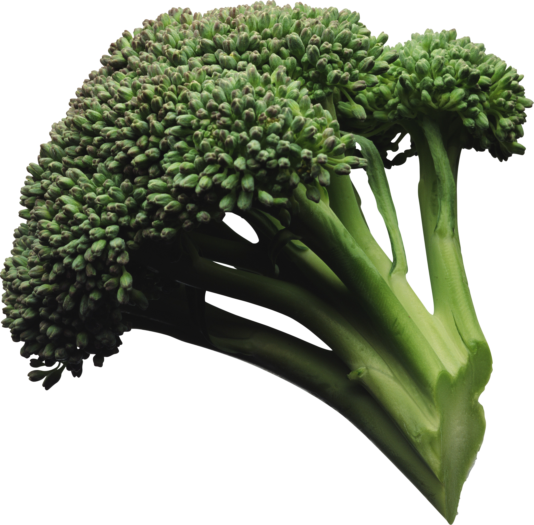 Detail Transparent Broccoli Nomer 46