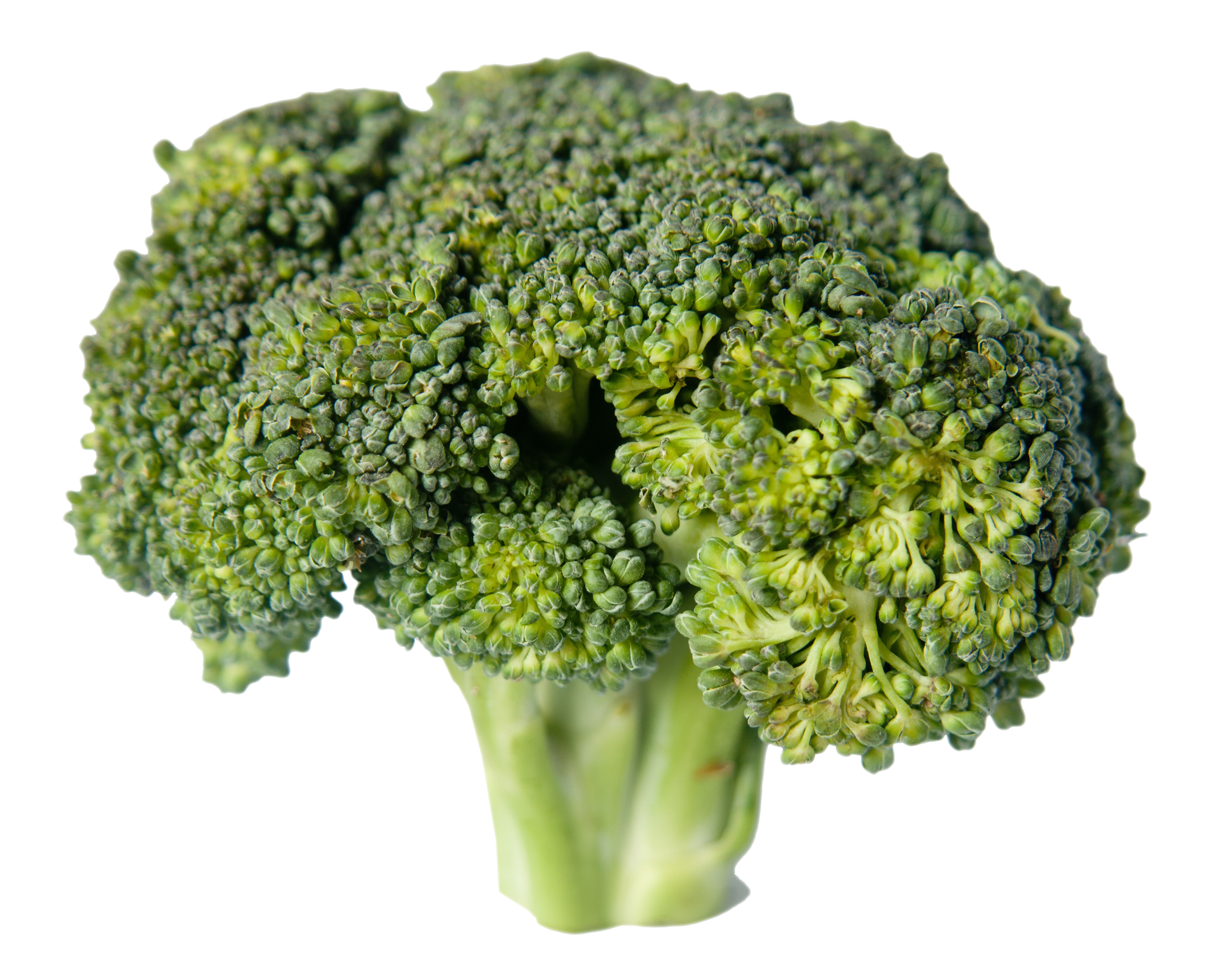 Detail Transparent Broccoli Nomer 50