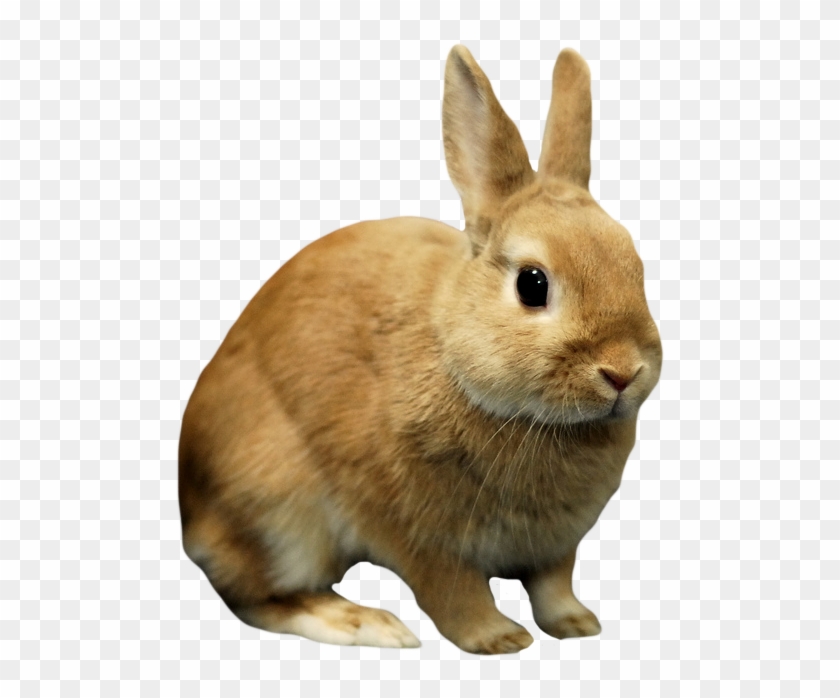 Detail Transparent Bunny Nomer 3