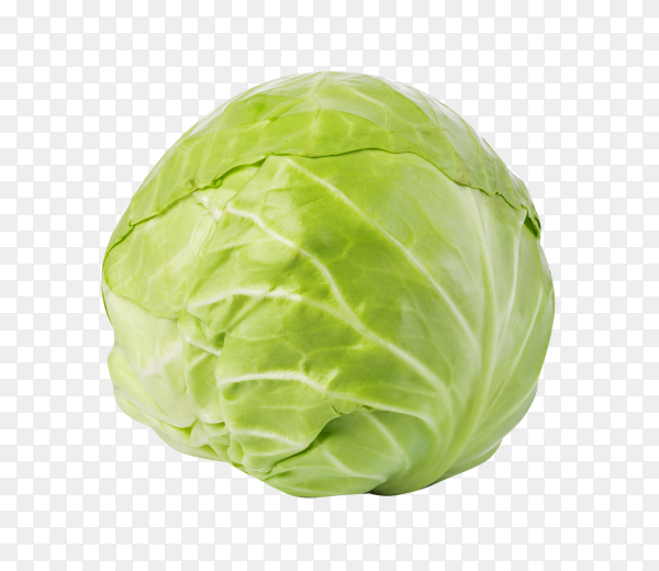 Detail Transparent Cabbage Nomer 14