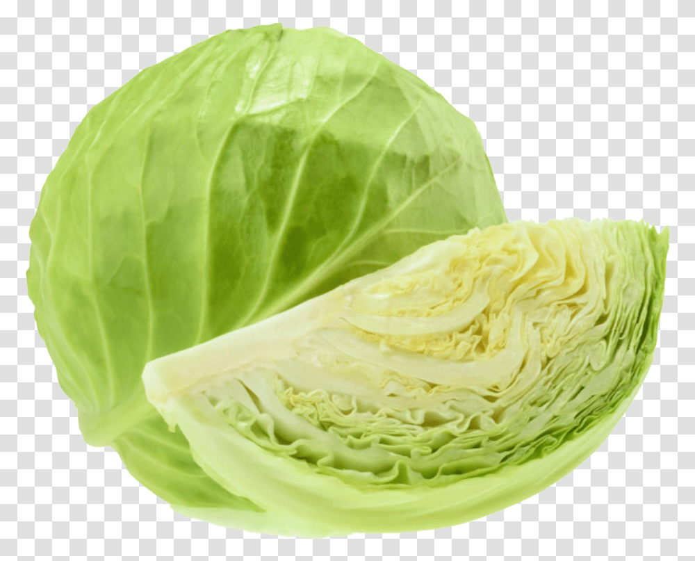 Detail Transparent Cabbage Nomer 16