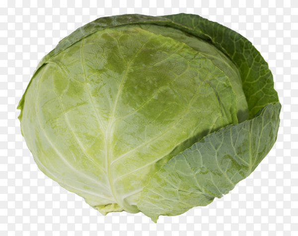 Detail Transparent Cabbage Nomer 20