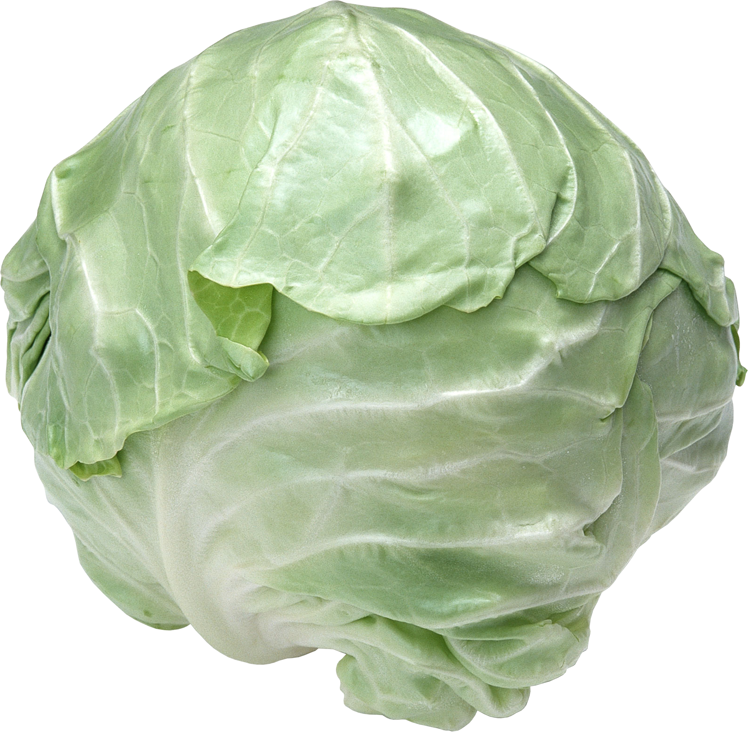 Detail Transparent Cabbage Nomer 21