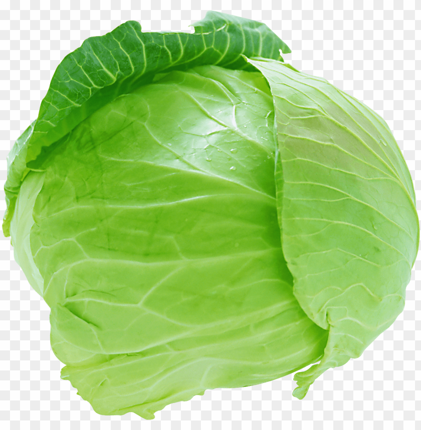 Detail Transparent Cabbage Nomer 3