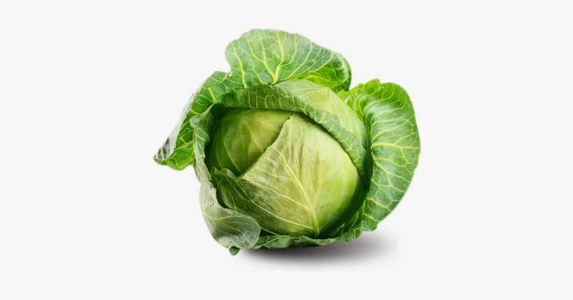 Detail Transparent Cabbage Nomer 27