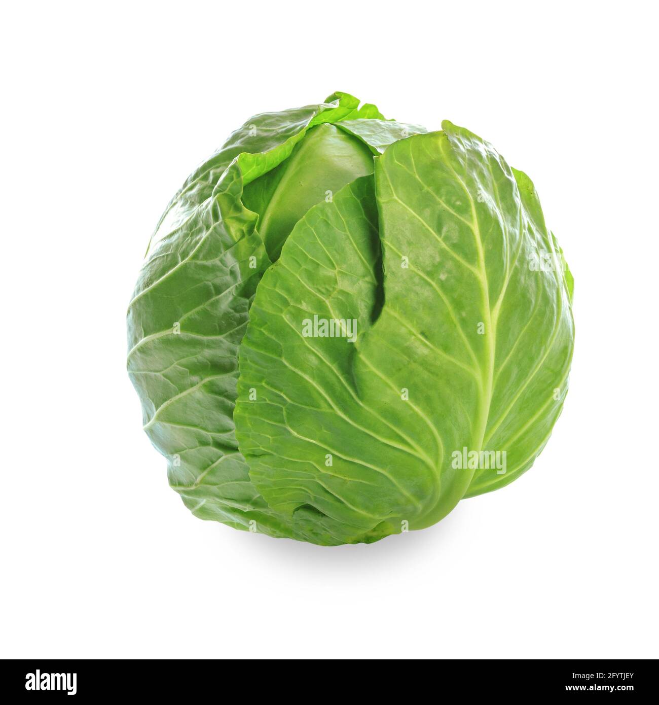 Detail Transparent Cabbage Nomer 29