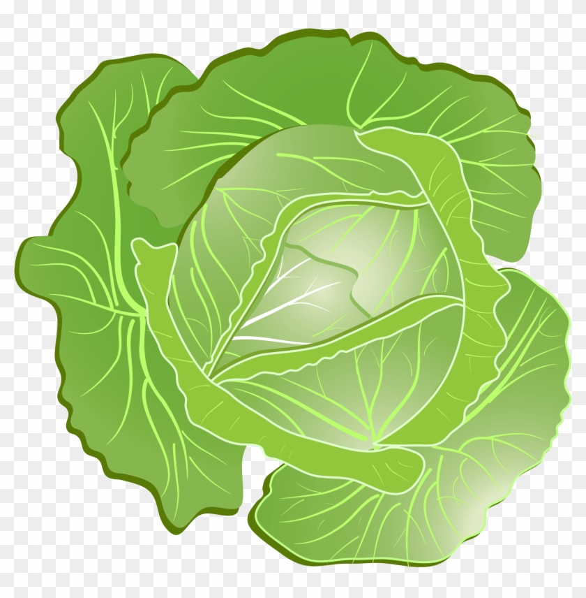 Detail Transparent Cabbage Nomer 31