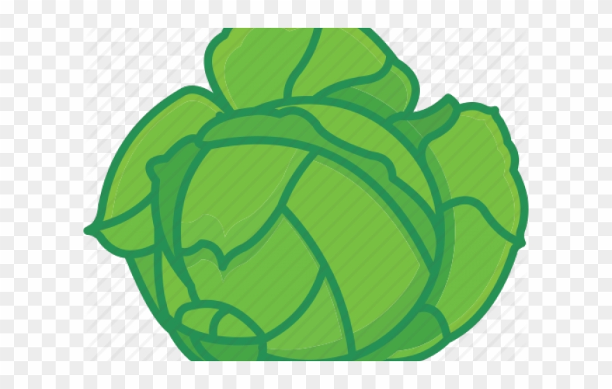 Detail Transparent Cabbage Nomer 32