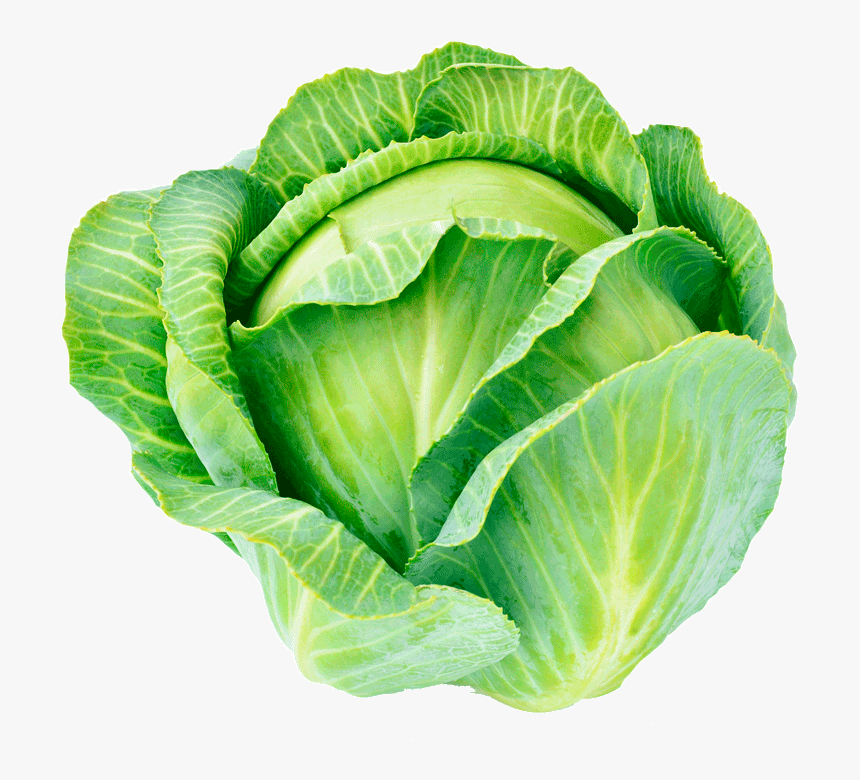 Detail Transparent Cabbage Nomer 4