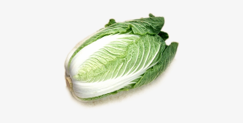 Detail Transparent Cabbage Nomer 33