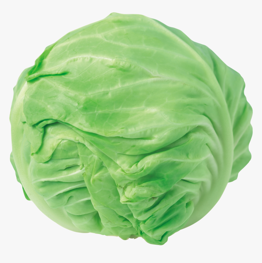 Detail Transparent Cabbage Nomer 35