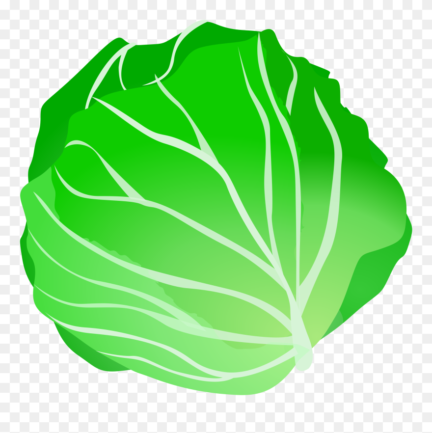 Detail Transparent Cabbage Nomer 37