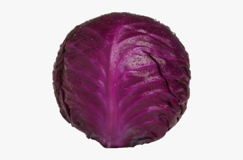 Detail Transparent Cabbage Nomer 43